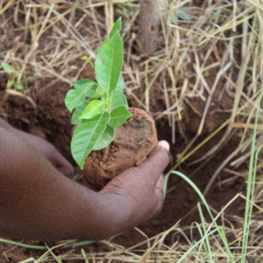 Treedom Ghana