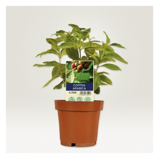 Planta con etiqueta personalizada para plantas