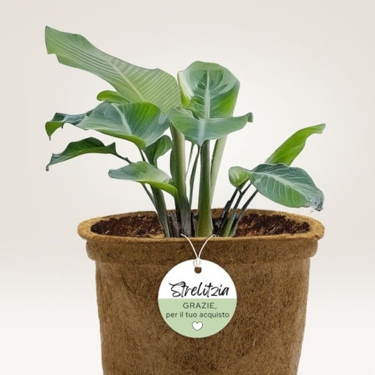 Planta con etiqueta redonda impresa