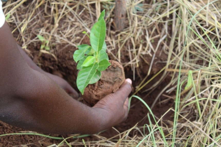 Treedom Ghana