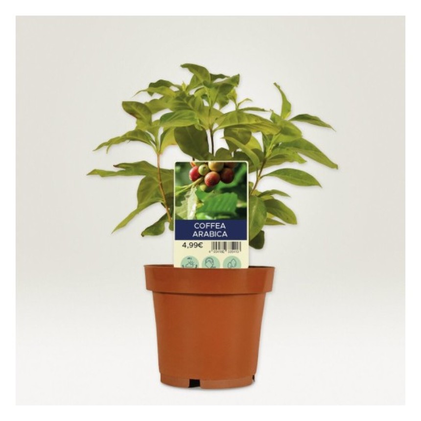 Planta con etiqueta personalizada para plantas