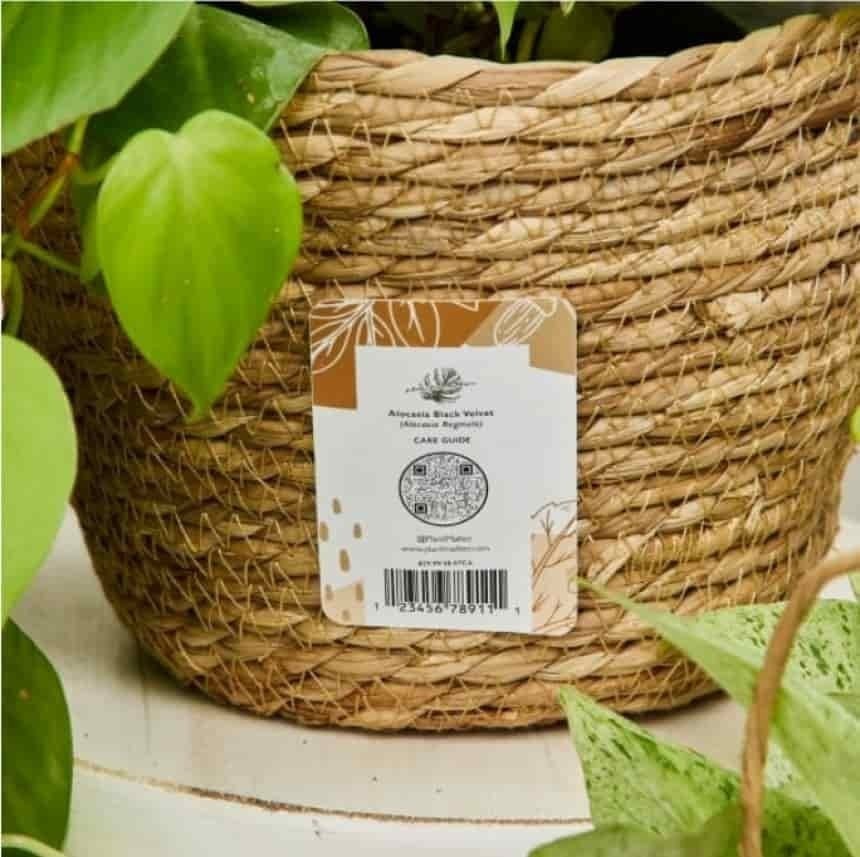 Planta con etiqueta colgante con código de barras