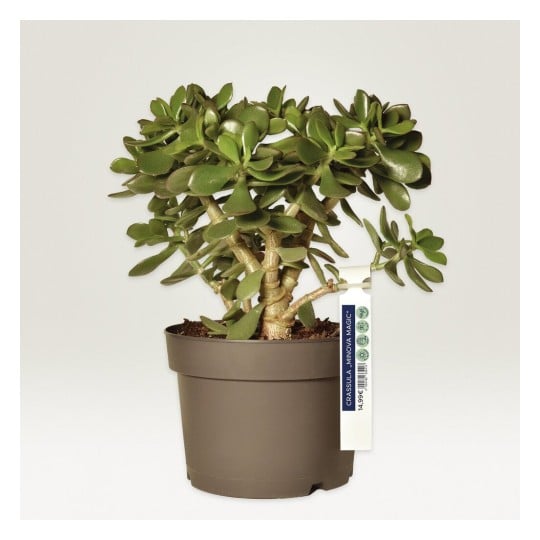 La imagen muestra una planta suculenta en una maceta. La planta tiene hojas verdes brillantes y un tronco grueso, y está etiquetada como Crassula 'MINOVA MAGIC'.