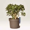 Planta con maceta con etiqueta descriptiva del producto