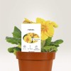 Etiquetas cintas y bucle personalizadas para plantas.