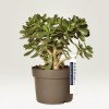 La imagen muestra una planta suculenta en una maceta. La planta tiene hojas verdes brillantes y un tronco grueso, y está etiquetada como Crassula 'MINOVA MAGIC'.